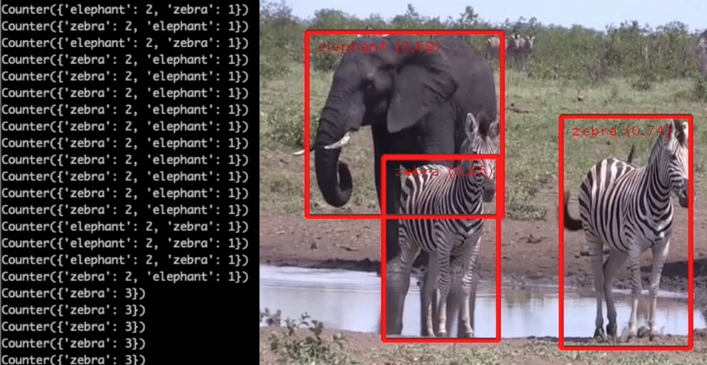 Elephants and zebras with identifed JSON stream