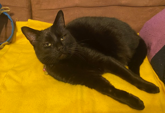 Snowy the cat — laying on bed under yellow blanket …