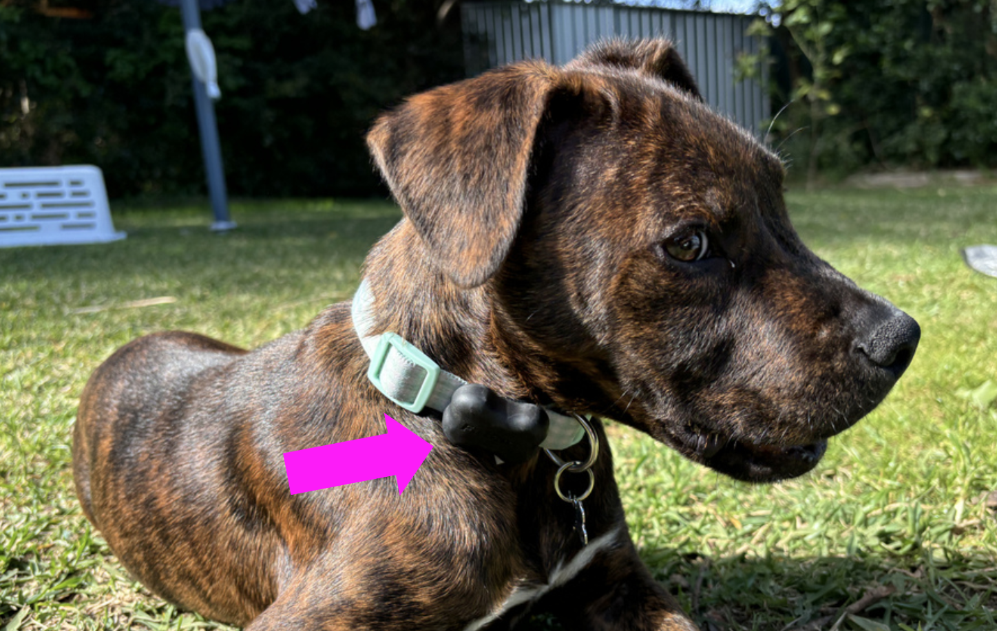 Barney with Fitbark on his collar